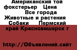 Американский той фокстерьер › Цена ­ 25 000 - Все города Животные и растения » Собаки   . Пермский край,Красновишерск г.